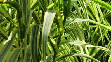 Phalaris Arundinacea bitkisinin uzun yaprakları. Reed kanarya otu.