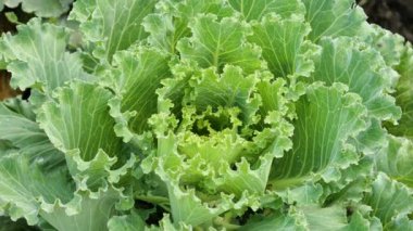 Brassica oleracea acephala veya lahana ve karalahana yeşili.