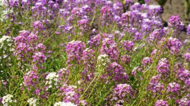 Lobularia maritima ya da mor çiçekli Alyssum maritimum bitkisi.