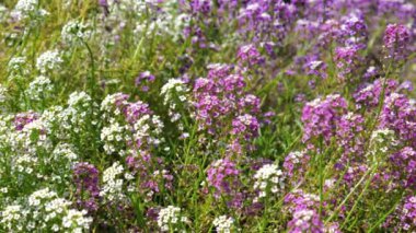 Lobularia maritima ya da mor çiçekli Alyssum maritimum bitkisi.