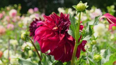 Dahlia Mingus Alex. Bahçedeki yıldız çiçeğinin büyük renkli çiçekleri..