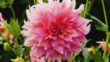 Dahlia Penhill Karpuzu. Bahçedeki güzel çiçekler.