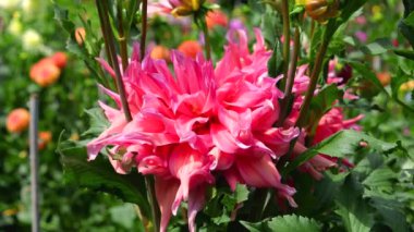 Dahlia Barbara veya Fimbriata. Bahçedeki yıldız çiçeğinin büyük renkli çiçekleri..