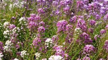 Lobularia maritima ya da mor çiçekli Alyssum maritimum bitkisi.