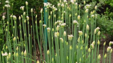 Allium ledebourianum. Asyalı yabani soğan tomurcukları..