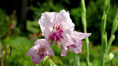 Gladiolus Fiorentina bahçedeki yeşil çimlerin arka planına karşı.