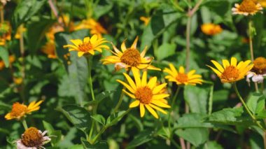 Heliopsis helianthoides, Asteraceae familyasından Palamutgiller (Asteraceae) familyasından bir bitki türü..