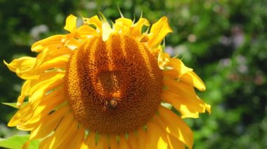 Sarı ayçiçeği yaprakları yeşil ağaç yapraklarına karşı.