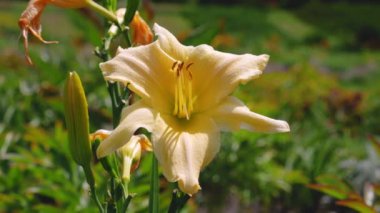 Hemerocallis lioasphodelus (Hemerocallis flava, limonlu zambak, sarı zambak ve diğer isimler olarak da bilinir) Hemerocallis familyasından bir bitki türü..