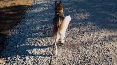 Güzel, iri yapılı bir köpek sahibinin önünde çakıllı bir yol boyunca tasmayla yürüyor..