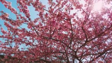 Toronto, Toronto, Ontario, Kanada Kampüs Üniversitesi 'nin bölgesinde bahar kiraz çiçekleri açmaktadır..
