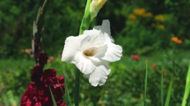 Çiçekler beyaz ve koyu kırmızı Gladiolus yaz bahçesinde güneşli bir günde.