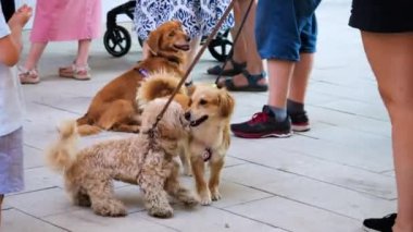 LVIV, UKRAINE - 15 AĞUSTOS 2024: Şeftali kanişi iki köpek arasında oynar.