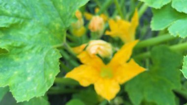 Yaz bahçesinde yeşil yapraklar ve sarı kaktüs çiçekleri.