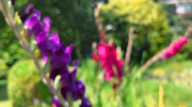 Violet ve kırmızı Gladiolus bir yaz bahçesinde tomurcuklanır.