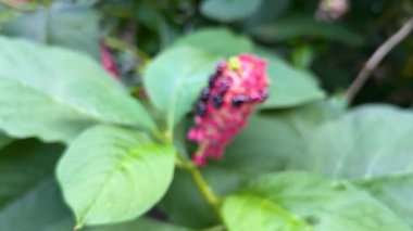 Pokeweed veya böğürtlen yaprağı ve meyve. Yeşil dalda pokeweed ya da pokeberry, bilimsel adı phytolacca acinosa.