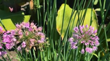 Allium 'un üzerindeki kelebek yaz bahçesinde çiçek açıyor..