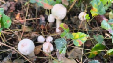 Ormanda Agaricus mantarları.