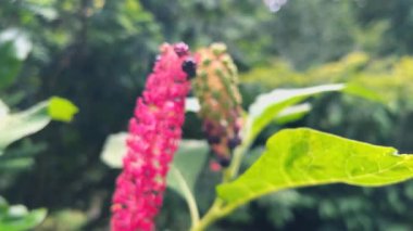 Pokeweed veya böğürtlen yaprağı ve meyve. Yeşil dalda pokeweed ya da pokeberry, bilimsel adı phytolacca acinosa.