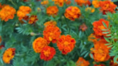 Tagetes patula çiçeği tomurcukları bir yaz bahçesinde.