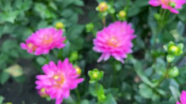 Pembe yıldız çiçeği tomurcukları bir yaz bahçesinde.