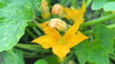 Yaz bahçesinde yeşil yapraklar ve sarı kaktüs çiçekleri.