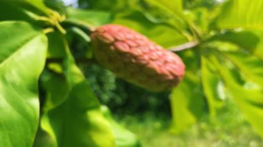 Yeşil yaprakların arka planında Magnolia meyvesi.