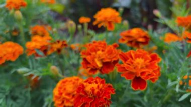 Tagetes patula çiçeği tomurcukları bir yaz bahçesinde Chard yapraklarının arka planında.