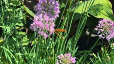 Allium 'un üzerindeki kelebek yaz bahçesinde çiçek açıyor..