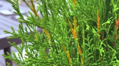 Mansard 'ın çatı katındaki yeşil thuja ağacı ve pencerelerinin dalları ve eski Avrupa kentinin mimarisi.