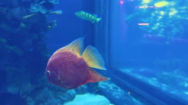 Cichlasoma Severum ya da sahte disk (Heros Severus) bir akvaryumda yüzer..
