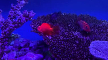 Kırmızı papağan balığı ve Cichlasoma familyasından bir balık neon ışığı altında akvaryumda yüzerler..