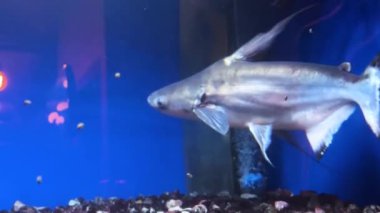 Akvaryumda canlı köpekbalığı (Pangasianodon hipophthalmus).