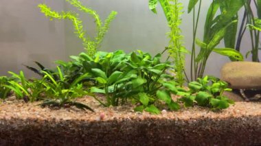 Tatlı su akvaryumunda yeşil yosunlar.