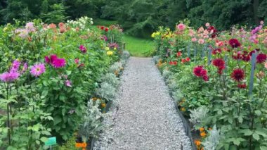 Yaz bahçesinde çeşitli kasımpatı ve yıldız çiçekleri var..