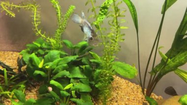 Cichlid ailesinin Nannacara neon mavisi balığı yeşil alglerin arasında bir tatlı su akvaryumunda.