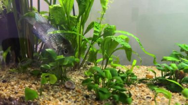Cichlid ailesinin Nannacara neon mavisi balığı yeşil alglerin arasında bir tatlı su akvaryumunda.