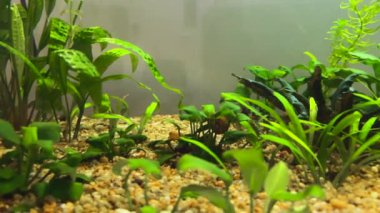 Tatlı su akvaryumunda yeşil yosunlar.