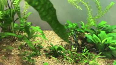 Cichlid ailesinin Nannacara neon mavisi balığı yeşil alglerin arasında bir tatlı su akvaryumunda.