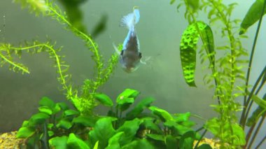 Cichlid ailesinin Nannacara neon mavisi balığı yeşil alglerin arasında bir tatlı su akvaryumunda.