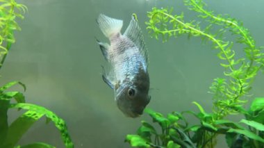 Cichlid ailesinin Nannacara neon mavisi balığı yeşil alglerin arasında bir tatlı su akvaryumunda.