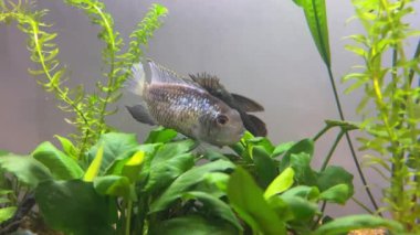 Cichlid ailesinin Nannacara neon mavisi balığı yeşil alglerin arasında bir tatlı su akvaryumunda.