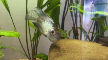 Cichlid ailesinin Nannacara neon mavisi balığı yeşil alglerin arasında bir tatlı su akvaryumunda.