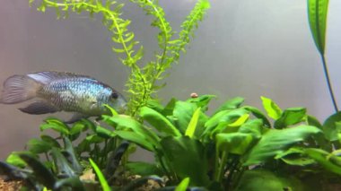 Cichlid ailesinin Nannacara neon mavisi balığı yeşil alglerin arasında bir tatlı su akvaryumunda.