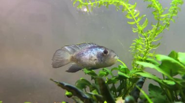 Cichlid ailesinin Nannacara neon mavisi balığı yeşil alglerin arasında bir tatlı su akvaryumunda.