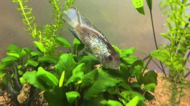 Cichlid ailesinin Nannacara neon mavisi balığı yeşil alglerin arasında bir tatlı su akvaryumunda.