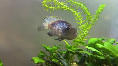 Cichlid ailesinin Nannacara neon mavisi balığı yeşil alglerin arasında bir tatlı su akvaryumunda.
