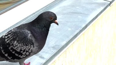 Güneş ışınlarında, metal bir pencere pervazına güvercin.