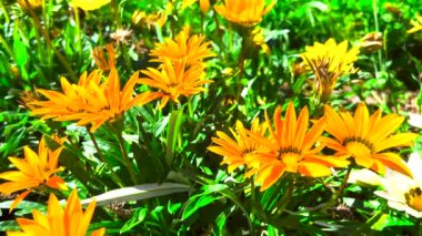 Gazania yazın bahçede çiçek açar..