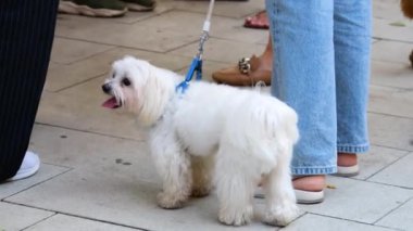 Tasmalı beyaz bir Malta köpeği bir kızın yanında duruyor..